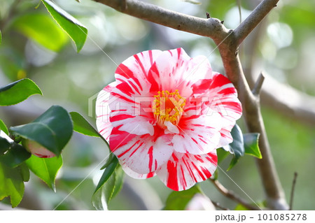 満開の椿　「日暮」（ヒグラシ） 101085278