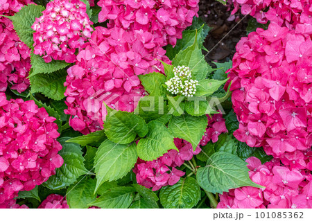 カジュアル 無造作 無頓着 101085362