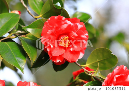 満開の椿　「鈴鹿の関」（スズカノセキ）　　 101085511