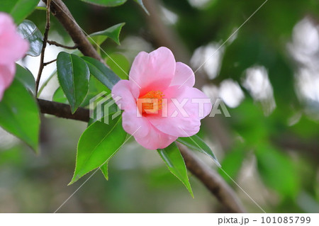 満開の椿 「太郎冠者」(タロウカジャ) 満開の椿 「太郎冠者」(タロウカジャ) 101085799