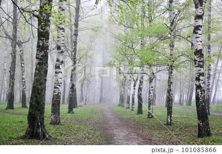 The first spring greenery in a birch park in the morning mist 101085866