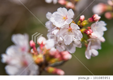 満開の桜 101085951