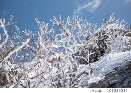 長野県南佐久郡の残雪期の日本百名山の金峰山の千代ノ吹上付近の雨氷と青空 101086055