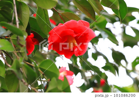 満開の椿 「明石潟」(アカシガタ) 満開の椿 「明石潟」(アカシガタ) 101086200