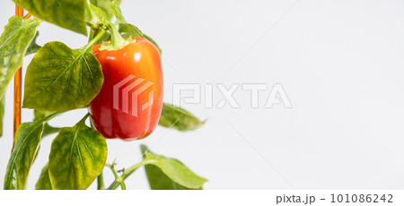 Small red pepper on the branch on a white background, copy space for text, gardening. 101086242