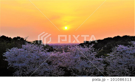 満開の黄昏桜。の写真素材 [101086313] - PIXTA