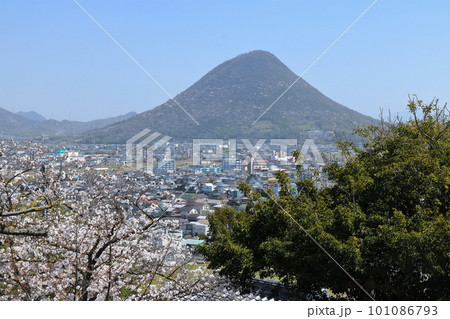 【香川県】桜咲く春の丸亀城から見た丸亀市の町並みと飯野山(桜咲く春の讃岐富士) 【香川県】桜咲く春の丸亀城から見た丸亀市の町並みと飯野山(桜咲く春の讃岐富士) 101086793