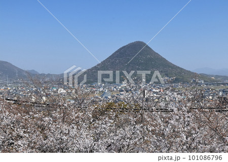【香川県】桜咲く春の丸亀城から見た丸亀市の町並みと飯野山(桜咲く春の讃岐富士) 【香川県】桜咲く春の丸亀城から見た丸亀市の町並みと飯野山(桜咲く春の讃岐富士) 101086796