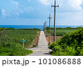 波照間島のまっすぐな道 101086888