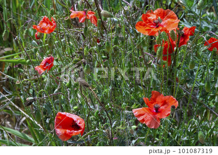 Summer poppy flowers on a green field. Field of poppies 101087319