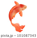 gold fish watercolor painting transparent background  101087343
