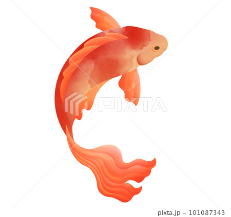 gold fish watercolor painting transparent background  101087343