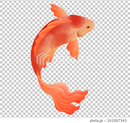 gold fish watercolor painting transparent background  101087343