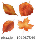 set of autumn leaves watercolor painting  101087349