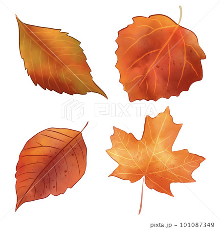 set of autumn leaves watercolor painting  101087349