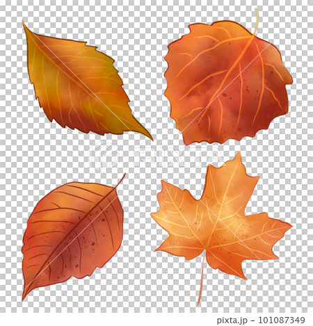 set of autumn leaves watercolor painting  101087349