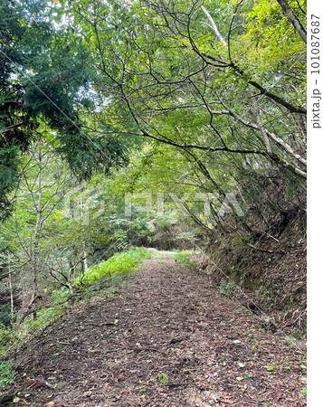 新緑の季節の山道 新緑の季節の山道 101087687