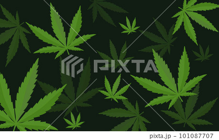 Seamless pattern with cannabis leaves. Cannabis, sativa, indica,marijuana. Vector Illustration background Seamless pattern with cannabis leaves. Cannabis, sativa, indica,marijuana. Vector Illustration background 101087707