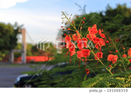 花 フラワー お花 101088359