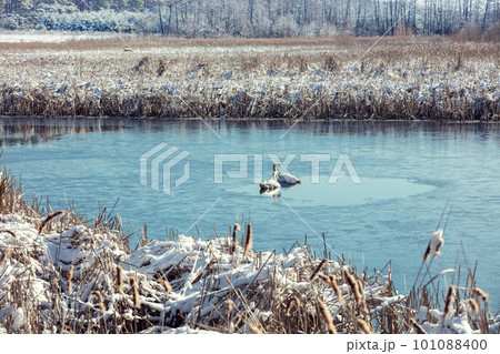 A pair of swans swimming in a frozen lake in early spring A pair of swans swimming in a frozen lake in early spring 101088400