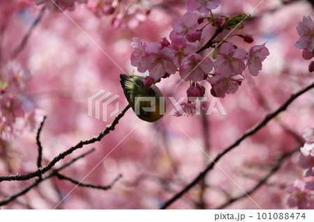河津桜と枝に憩うメジロ white-eye resting on cherry branch 101088474