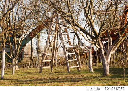 Caring for the garden using pruning on a ladder Caring for the garden using pruning on a ladder 101088775