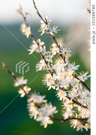Flowering blackthorn, close-up Flowering blackthorn, close-up 101088780