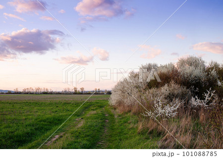 blackthorn in early spring in the rays of the evening sun 101088785