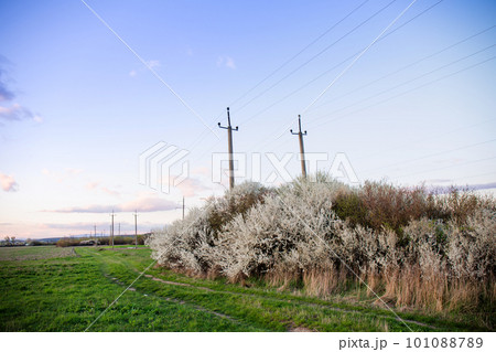 A high-voltage transmission line near the bushes of a blackthorn A high-voltage transmission line near the bushes of a blackthorn 101088789