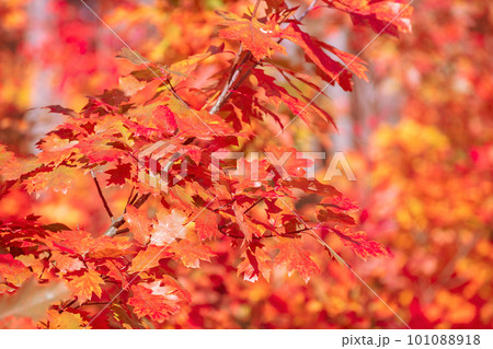 Oak tree branch with colorful leaves in the autumn forest. Autumn nature background 101088918