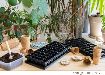 Planting tomato seeds on seedlings at home 101089123