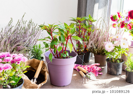 Planting flowers impatiens 101089126