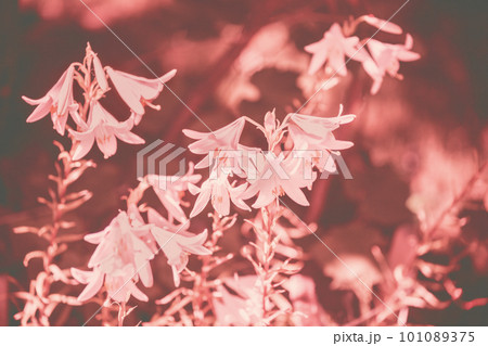 Vintage blossoming lily flowers on a red background. Nature background. Spring nature Vintage blossoming lily flowers on a red background. Nature background. Spring nature 101089375