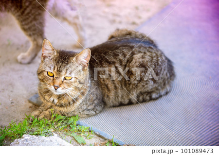 Cat lying outdoors in the yard in summer 101089473