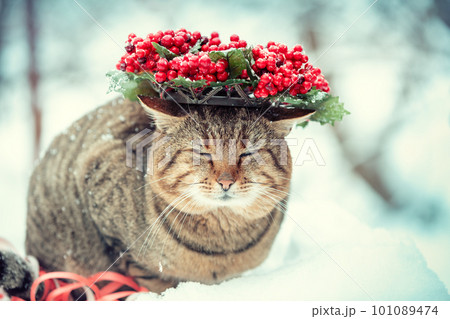 Fashion portrait of a funny cat wearing Christmas wreath. Cat sitting on the snow in winter 101089474