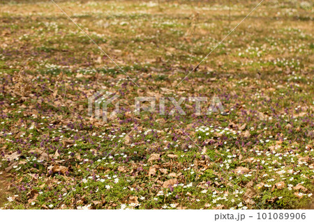 A glade of blooming primroses A glade of blooming primroses 101089906