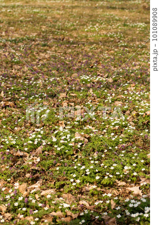 blooming primroses in a wild forest in spring blooming primroses in a wild forest in spring 101089908