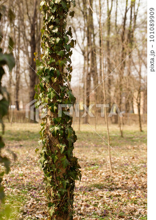 The trees in the park are covered with ivy on the lawn The trees in the park are covered with ivy on the lawn 101089909