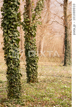 The trees in the park are covered with ivy on the lawn with spring primroses 101089910
