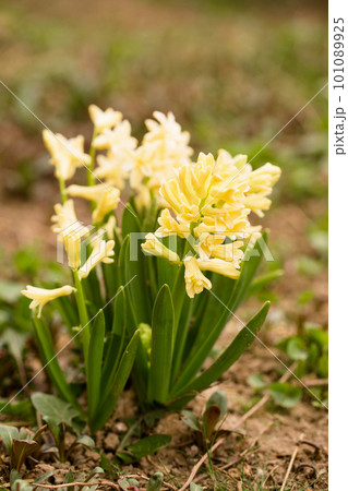 Beautiful yellow hyacinths bloom in the garden 101089925