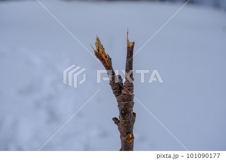 A young apple tree has been gnawed by forest animals 101090177
