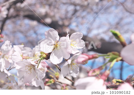 満開の桜・ソメイヨシノのクローズアップ 満開の桜・ソメイヨシノのクローズアップ 101090182
