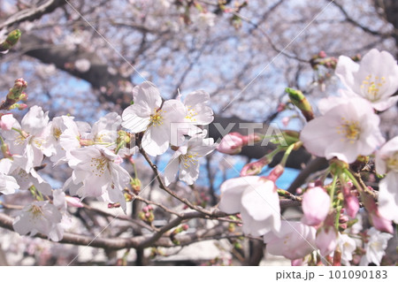 満開の桜・ソメイヨシノのクローズアップ 満開の桜・ソメイヨシノのクローズアップ 101090183