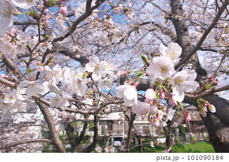 満開の桜・ソメイヨシノのクローズアップ 満開の桜・ソメイヨシノのクローズアップ 101090184