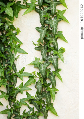 Evergreen ivy weaves along the wall Evergreen ivy weaves along the wall 101090262