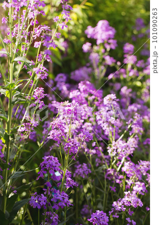 Blooming fragrant matiola Blooming fragrant matiola 101090263