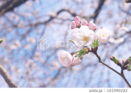 満開の桜・ソメイヨシノのクローズアップ 満開の桜・ソメイヨシノのクローズアップ 101090282