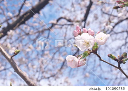 満開の桜・ソメイヨシノのクローズアップ 満開の桜・ソメイヨシノのクローズアップ 101090286