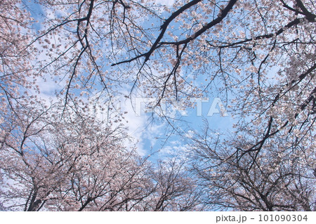 青空に映える満開の桜・ソメイヨシノ・千本桜 青空に映える満開の桜・ソメイヨシノ・千本桜 101090304
