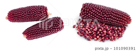 Purple corn or maize isolated on white background with full depth of field. Top view. Flat lay Purple corn or maize isolated on white background with full depth of field. Top view. Flat lay 101090391